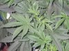 36 days day 2 flower 007.jpg