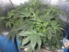 36 days day 2 flower 004.jpg