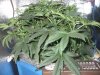 36 days day 2 flower 005.jpg