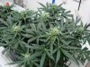 Day58Sativa04.jpg