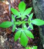 weed plant pic week 4 sei.jpg