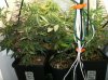 4 Grow#2 Clones 061211.jpg