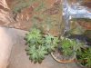 grow pix 088.jpg