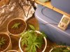 grow pix 086.jpg