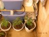 grow pix 079.jpg