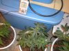 grow pix 087.jpg