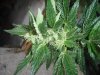 Outdoor week 3 flowering 006.jpg