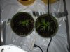 Grow [June 14, 2011] 003.jpg