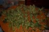 Harvest Day 032.jpg