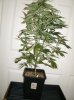 10 Grow2 Haze#1 before repot and flowering.jpg