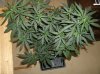 13 Grow2 Haze#1 before repot and flowering.jpg