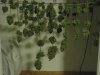 bf lsd harvest day  110617.JPG