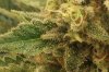 Trichomes.jpg