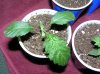 june seedlings.jpg