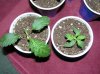 june seedlings 003.jpg