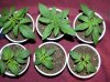 june seedlings 002.jpg