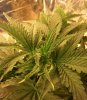 day 26 bud site sweety.jpg