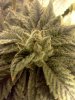 PurKush Frosty Flower2.jpg