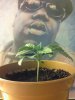 papaya 11 days 3.jpg