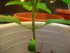 Grow Progress-First Grow 003.jpg