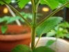 Grow Progress-First Grow 002.jpg