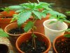 Grow Progress-First Grow 008.jpg