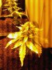 Day 50_onyx small fat top bud.jpg