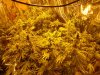 Flowering day 39 (2).jpg