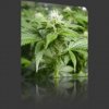 White Widow feminized (5 seeds) .jpeg