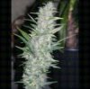 SAGARMATHA SEEDS AK48 Automatic Feminized.jpeg