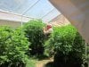 7-1-2011 greenhouse inspection 001.jpg