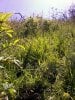 wild plants_weeds around the hole.jpg