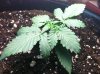 Fast Bud #1 Pic 1.jpg