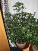 Super Lemon Haze day 40.jpg