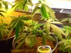 Problems-First Grow 004.jpg