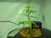 Blueberry Hogs Breath week 2.jpg