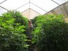 7-8-2011 greenhouse 005.jpg