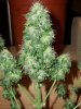 auto assassin harvest        7-13-11 075.jpg