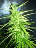 thai sativa 23607 2.jpg