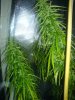 thai sativa 25607.jpg