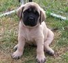 englishmastiff_lucky13.jpg