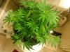 HinduKushDay12Flower.jpg