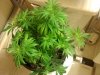 HinduKushDay14Flowerz.jpg