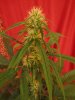 july  17 day 44 from seed full flower 017.jpg