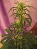 july  17 day 44 from seed full flower 015.jpg