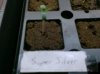 Germination 003.jpg