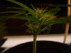 Pistils Turning Brown-3 Weeks 003.jpg