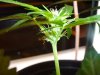 Pistils Turning Brown-3 Weeks 004.jpg