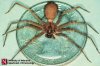 Brown Recluse 2.jpg