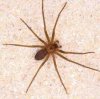 Brown Recluse 1.jpg